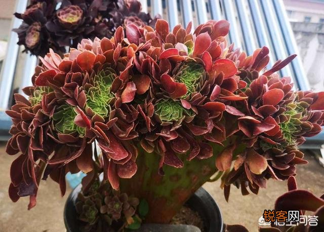 养多肉是种植法师好还是别的多肉好养？
