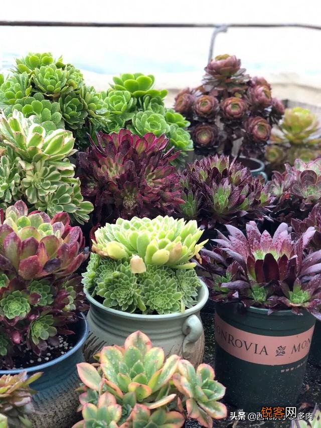 养多肉是种植法师好还是别的多肉好养？