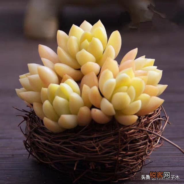 景天属的哪几种多肉比较好养？