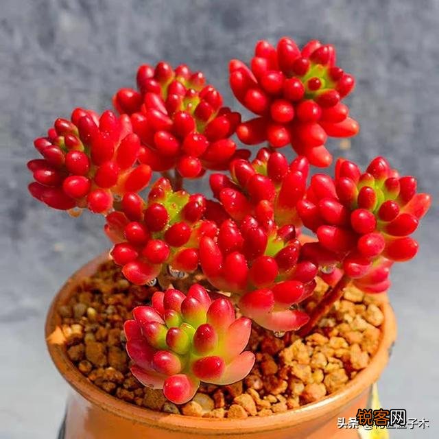 景天属的哪几种多肉比较好养？