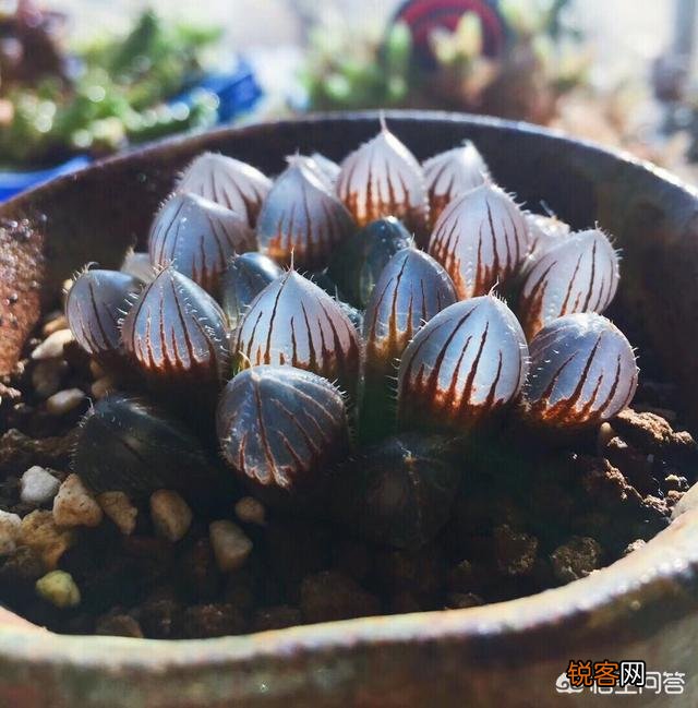 多肉好养活吗?多肉怕什么?