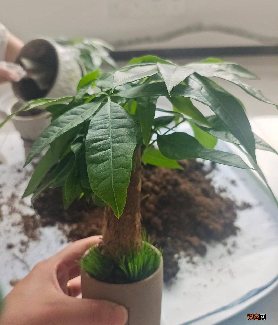 发财树怎么养才能更旺盛 天天翠绿茂盛、芽点多长势好