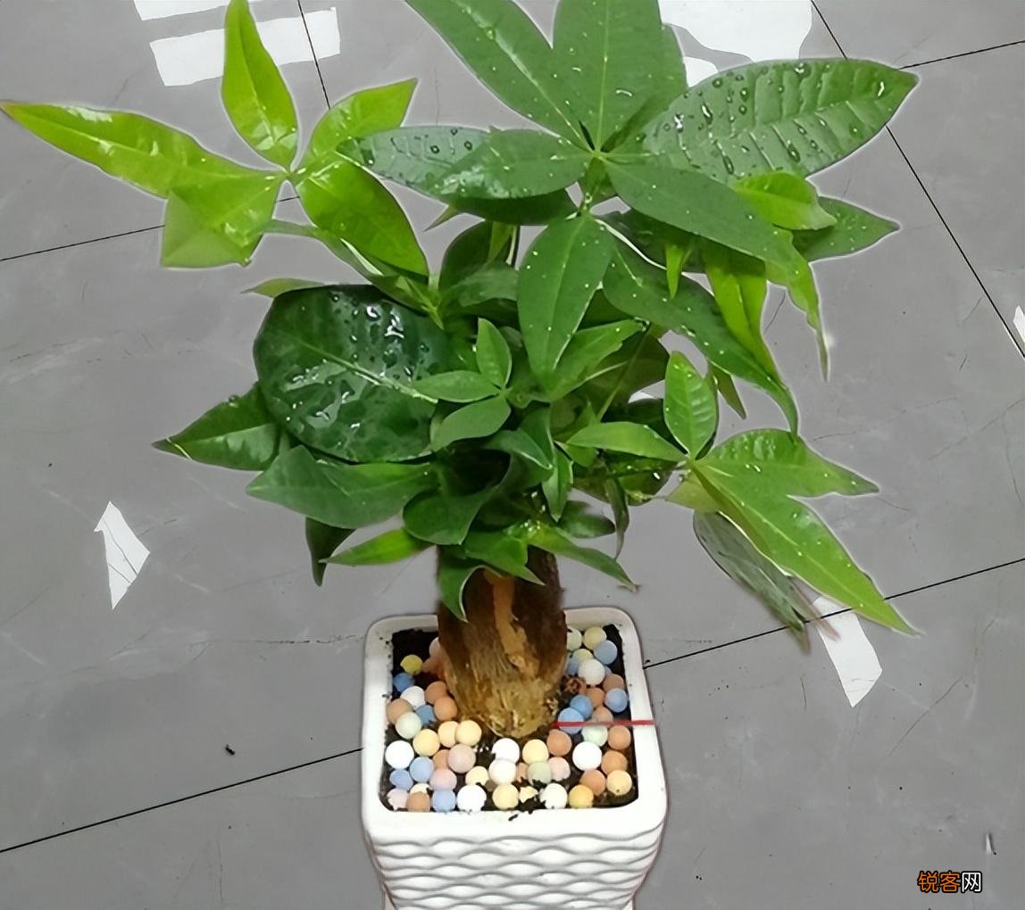 发财树怎么养才能更旺盛 天天翠绿茂盛、芽点多长势好