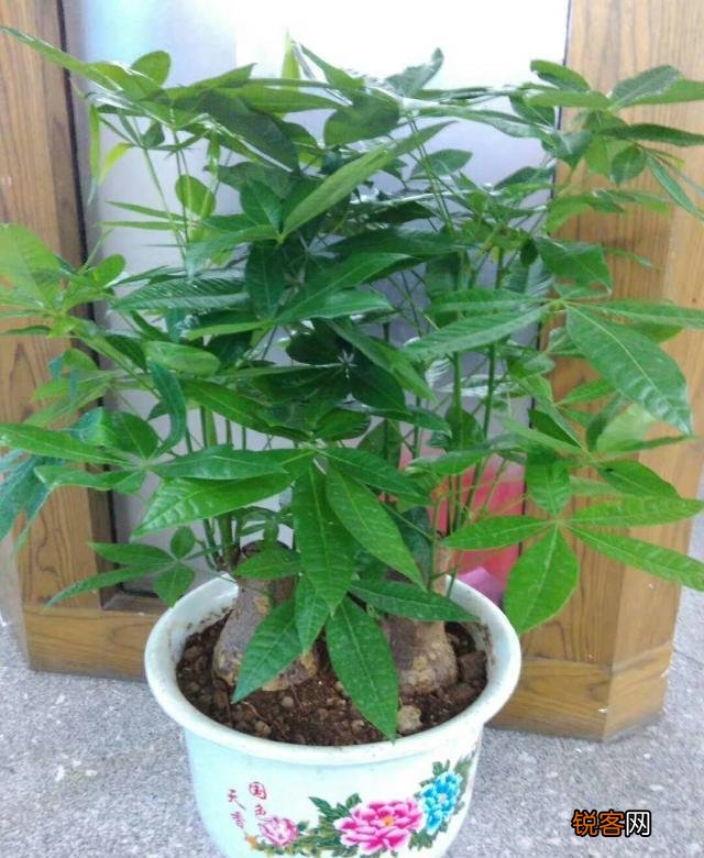发财树怎么养才能更旺盛 天天翠绿茂盛、芽点多长势好