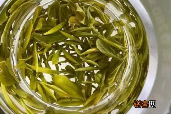 霍山黄芽是绿茶吗