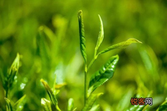 黄茶有哪些品种及图片，盘点四种黄茶品种