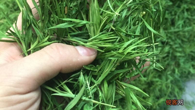 竹叶茶的制作方法