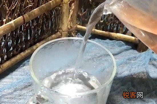铁皮石斛泡水喝方法