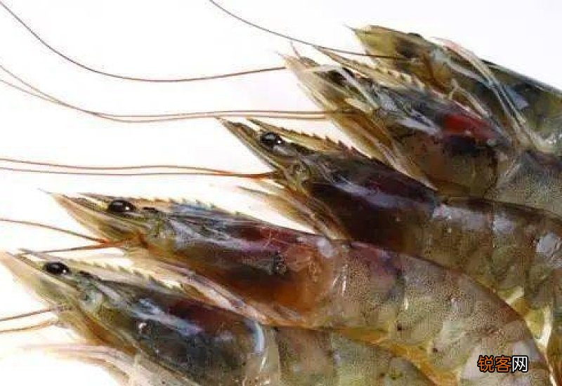 虾怎么保存才新鲜 矿泉水瓶保存虾最好