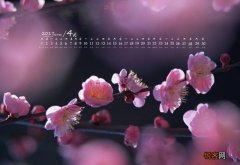 春天的梅花是什么样的100字