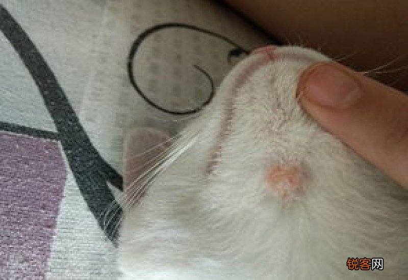 猫咪身上有小疙瘩是怎么回事