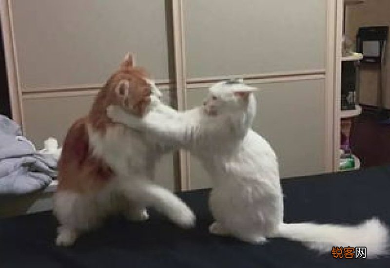 猫怎么催吐又快又有效