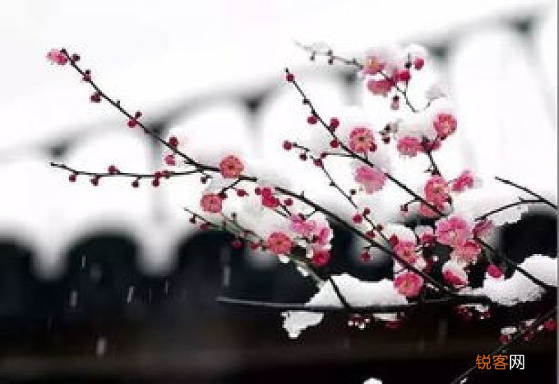 春天的梅花怎么形容 梅花象征着什么样的品质