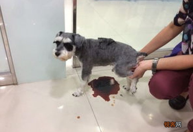 狗吃了一点大蒜怎么办