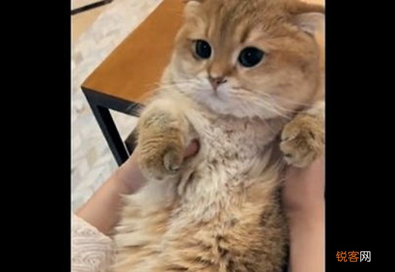 猫咪一天都在睡觉正常吗