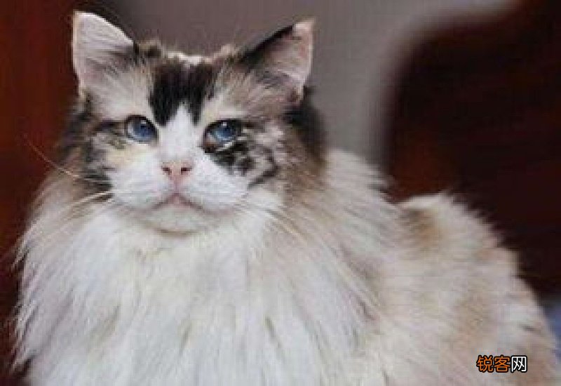猫毛打结成块怎么处理