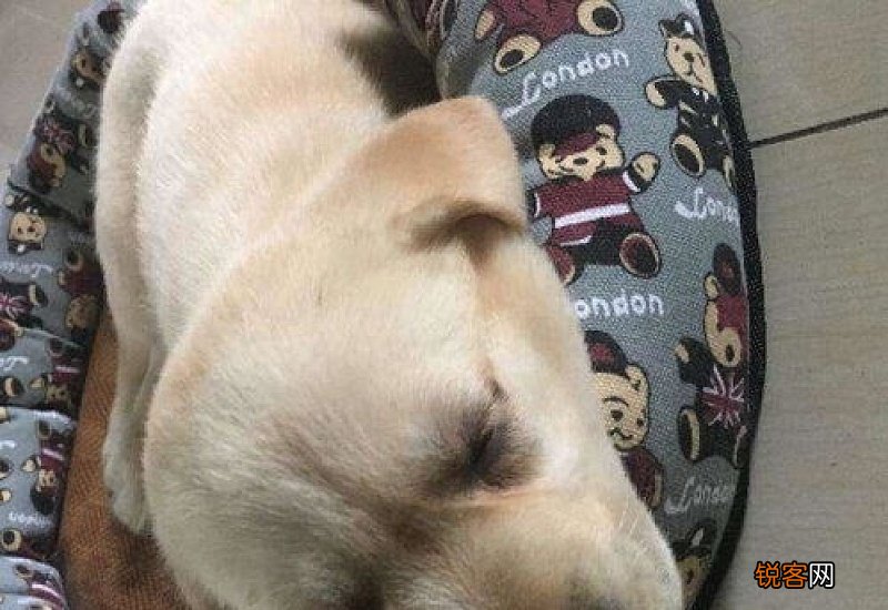 拉布拉多吐黄水而死