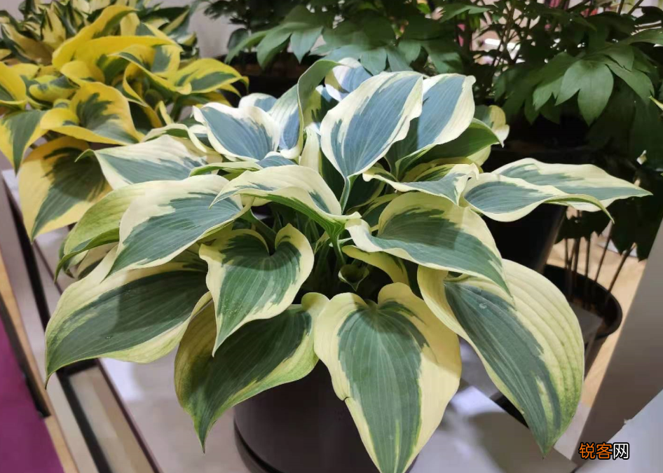 盆栽花怎么换盆 移栽之后这几点要注意