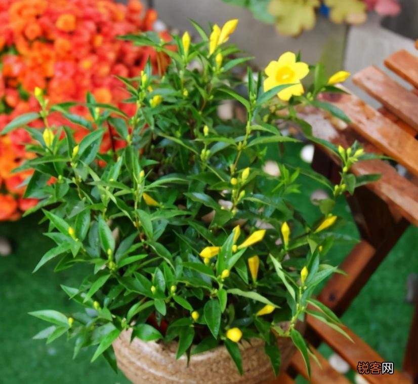 盆栽花怎么换盆 移栽之后这几点要注意