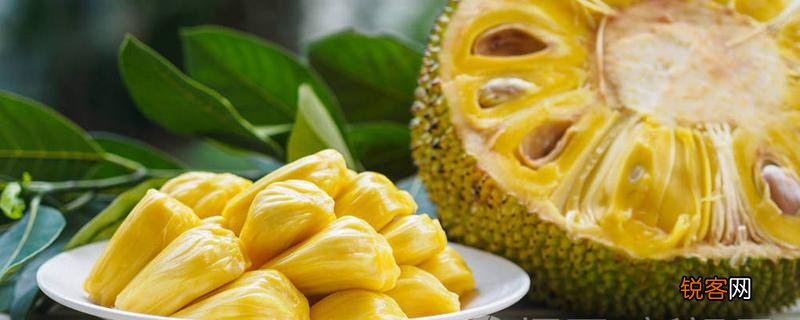 菠萝蜜核能吃不能吃 菠萝蜜核吃了会胖吗!