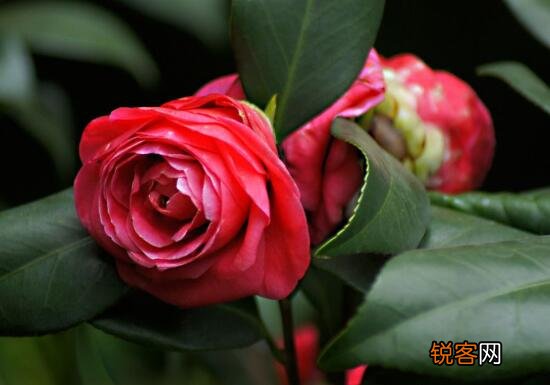 茶花的花语是什么 不同颜色山茶花花语及代表意义