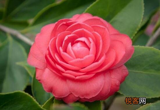 茶花的花语是什么 不同颜色山茶花花语及代表意义