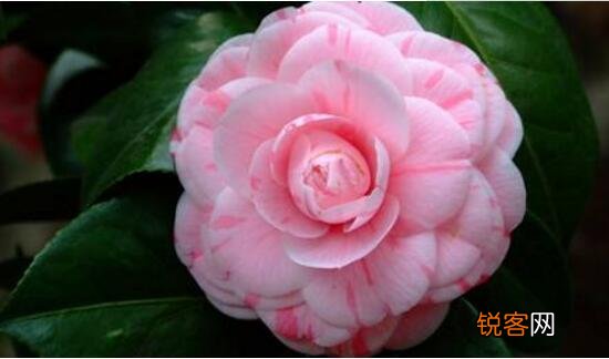 茶花的花语是什么 不同颜色山茶花花语及代表意义
