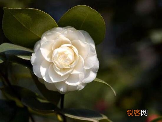 茶花的花语是什么 不同颜色山茶花花语及代表意义