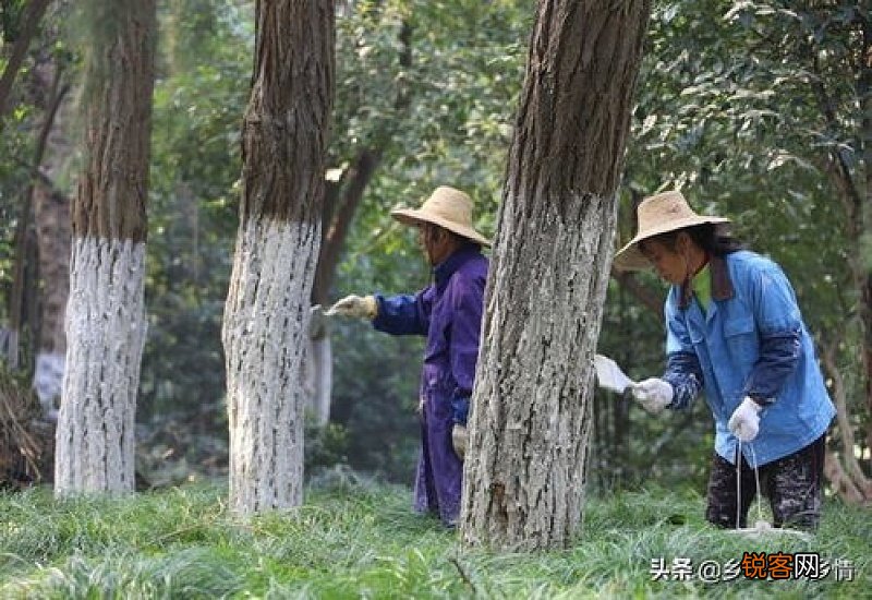 树干刷白灰起什么作用 给树干刷白灰有用吗
