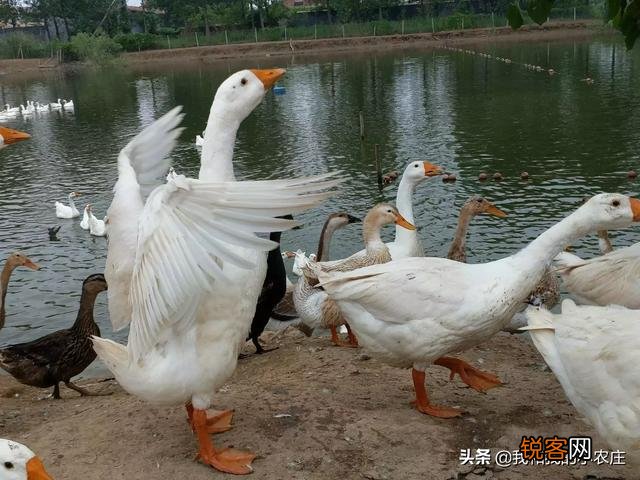 为什么有人说养鹅是个“小投资高回报”的行业？
