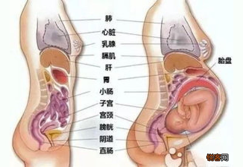 生耗用去内脏吗