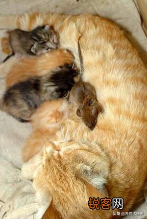 有些猫崽为什么会吃幼崽？