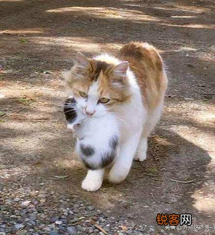 有些猫崽为什么会吃幼崽？