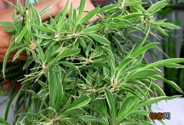 吊兰的养殖技巧 掌握4点叶片郁郁葱葱