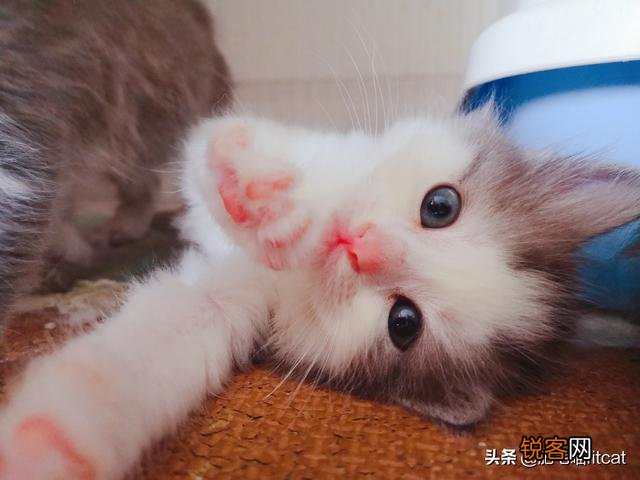 虎毒不食子,猫会吃孩子！猫咪为什么会吃点自己的孩子？