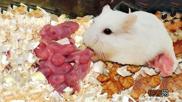 什么动物会吃掉自己的孩子？