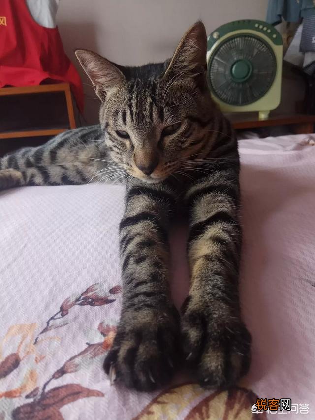 我国的纯血统猫咪有哪些?