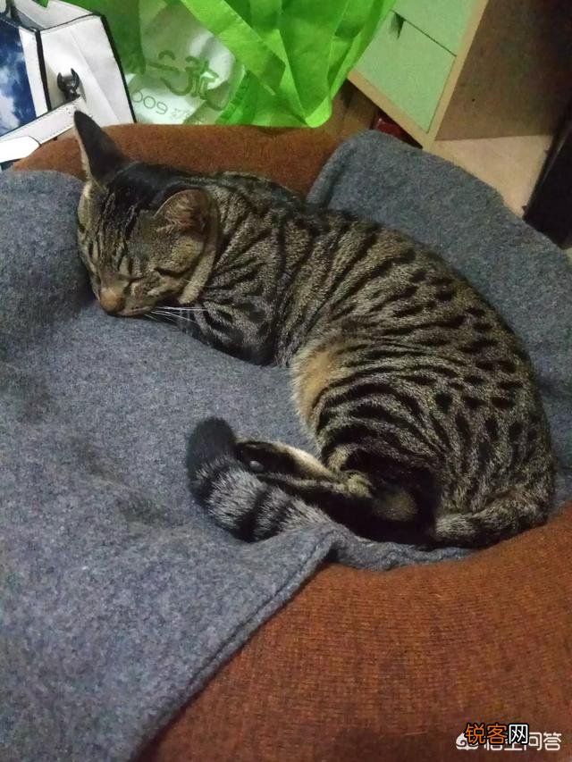 我国的纯血统猫咪有哪些?