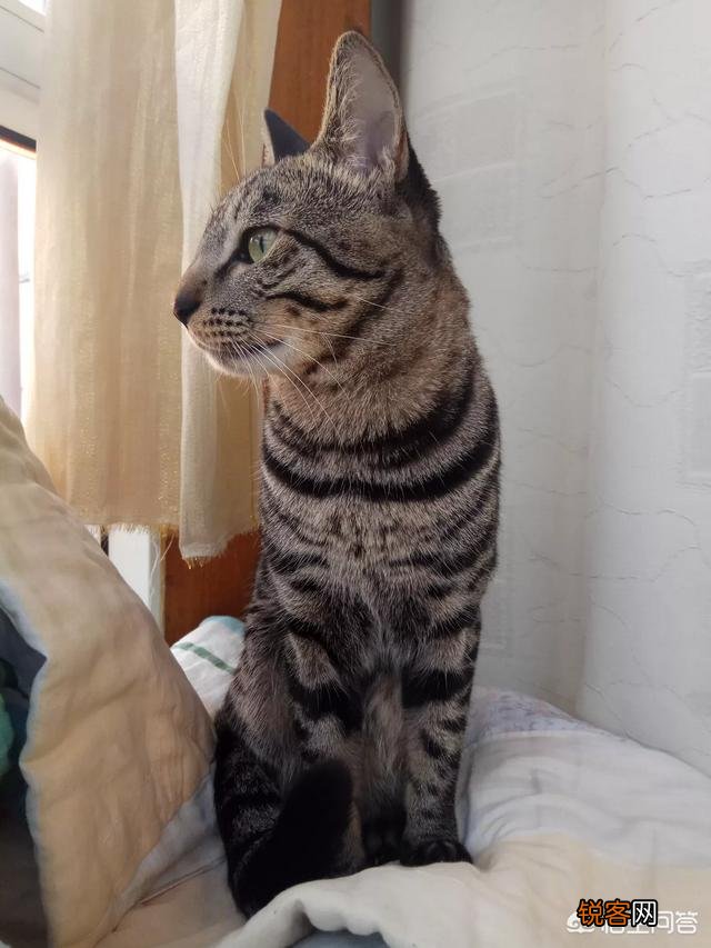 我国的纯血统猫咪有哪些?