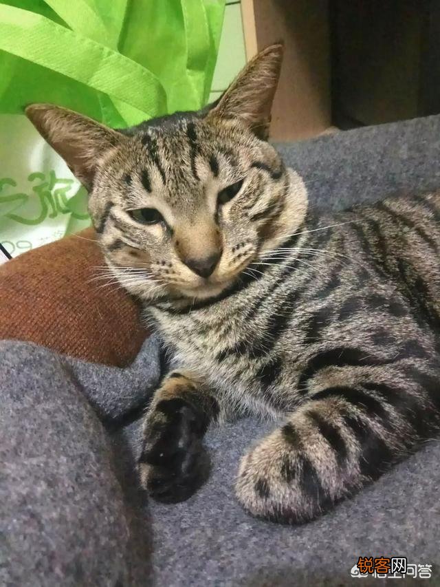 我国的纯血统猫咪有哪些?
