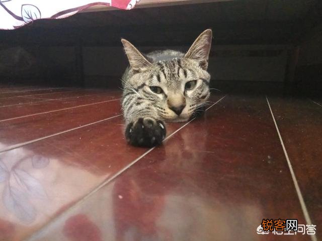 我国的纯血统猫咪有哪些?