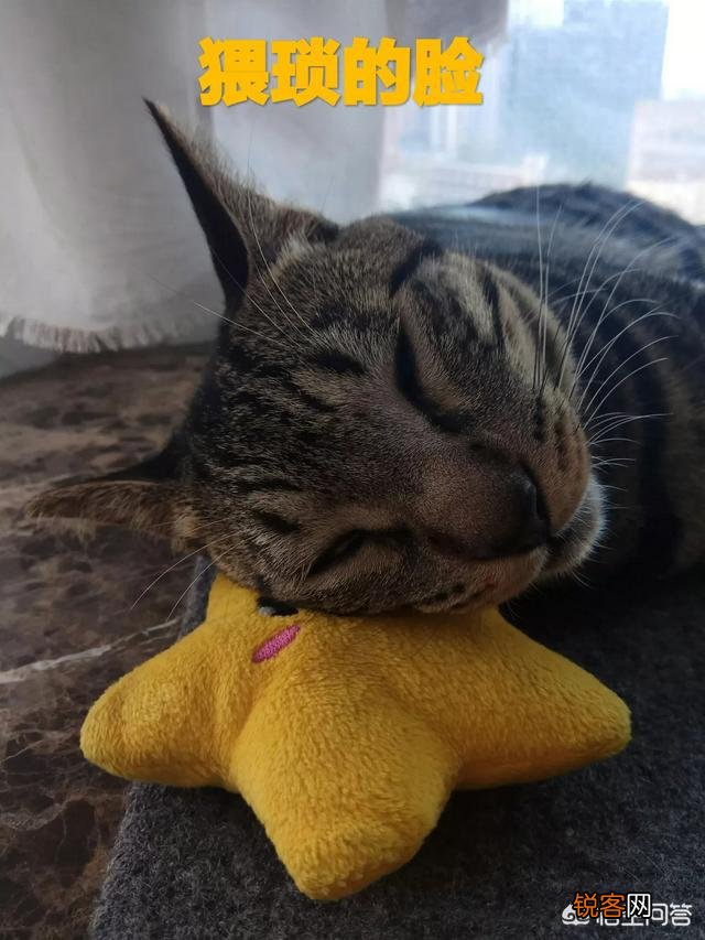 我国的纯血统猫咪有哪些?