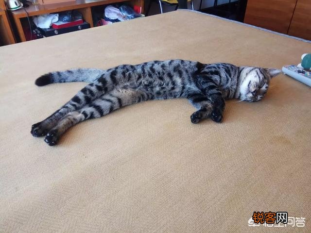 我国的纯血统猫咪有哪些?