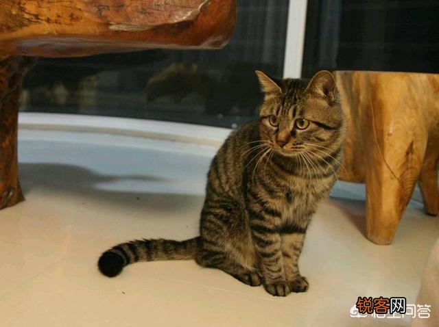 我国的纯血统猫咪有哪些?