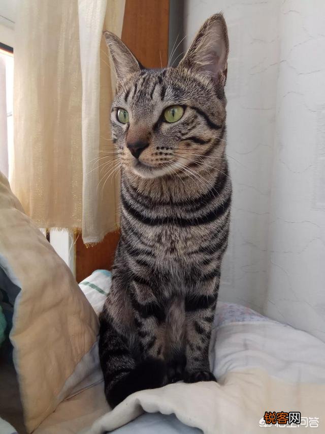 我国的纯血统猫咪有哪些?