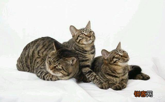 我国的纯血统猫咪有哪些?