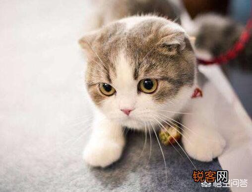 哪些猫咪在国内养得人比较多？为什么？