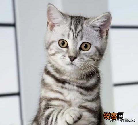 哪些猫咪在国内养得人比较多？为什么？