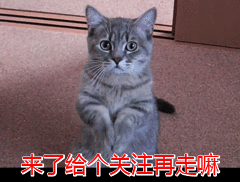 哪些猫咪在国内养得人比较多？为什么？