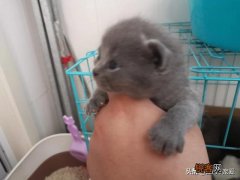 哪些猫咪在国内养得人比较多？为什么？
